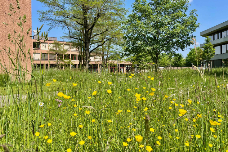 Wiese mit Blumen vor dem Hochschulgebäude Gossau, bei schönem Wetter  